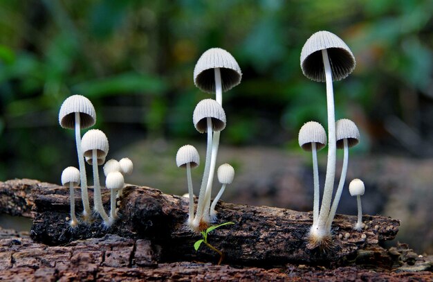 Primo piano di tre funghi Mycena che crescono su legno marcio