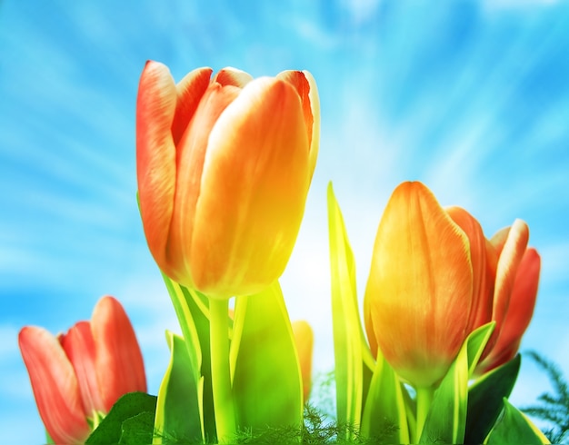 Primo piano di tulipani su una giornata di sole