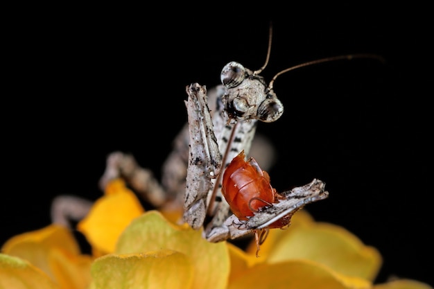 Primo piano di Twig Mantis popa Spurca su sfondo nero Primo piano di Twig Mantis popa Spurca