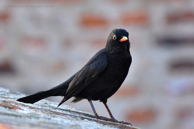 Primo piano di uccello nero con sfondo sfocato