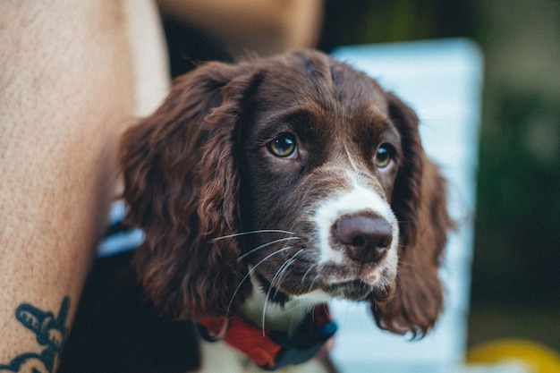 Primo piano di un adorabile cane bretone marrone su sfondo sfocato