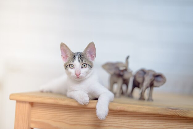 Primo piano di un adorabile gattino domestico sdraiato su un tavolo