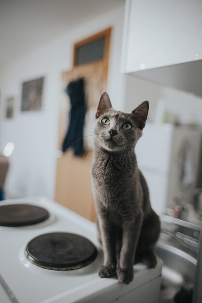 Primo piano di un adorabile gatto grigio con lunghi baffi seduto su una stufa