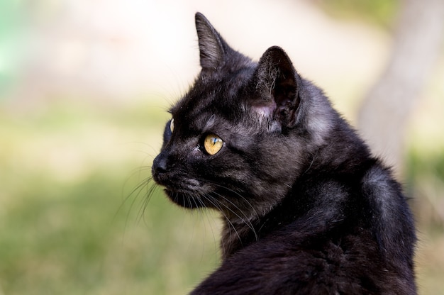 Primo piano di un adorabile gatto nero in un campo sotto la luce del sole con una superficie sfocata