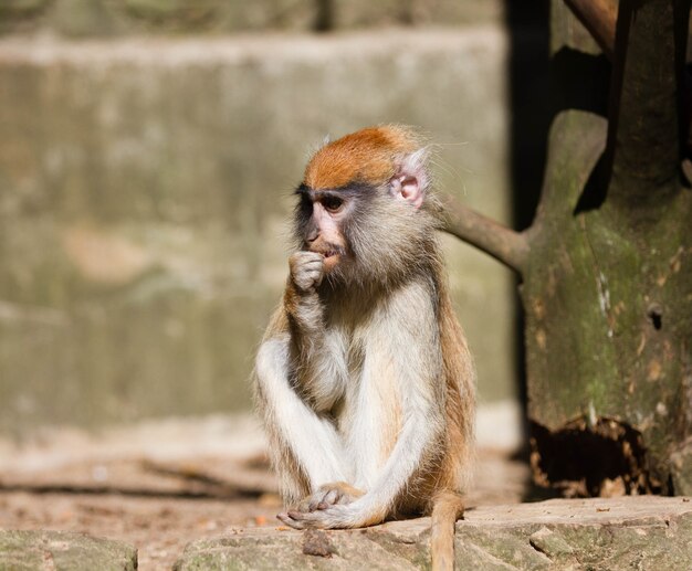 Primo piano di un'adorabile scimmia Patas seduta su un tronco d'albero