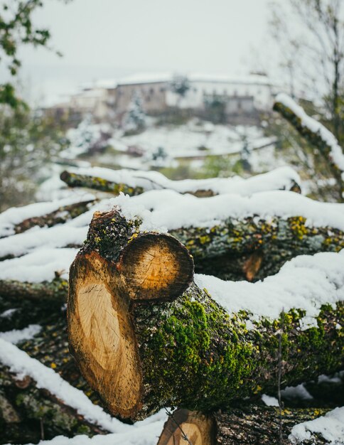 Primo piano di un albero tagliato coperto di muschio e neve in una foresta