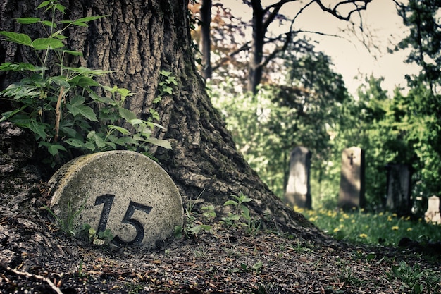 Primo piano di un albero vicino al cimitero