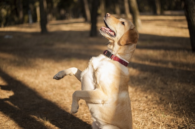 Primo piano di un allegro labrador in piedi su due piedi in un campo sotto la luce del sole di giorno