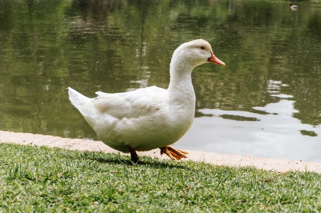 Primo piano di un'anatra vicino a uno stagno in uno zoo