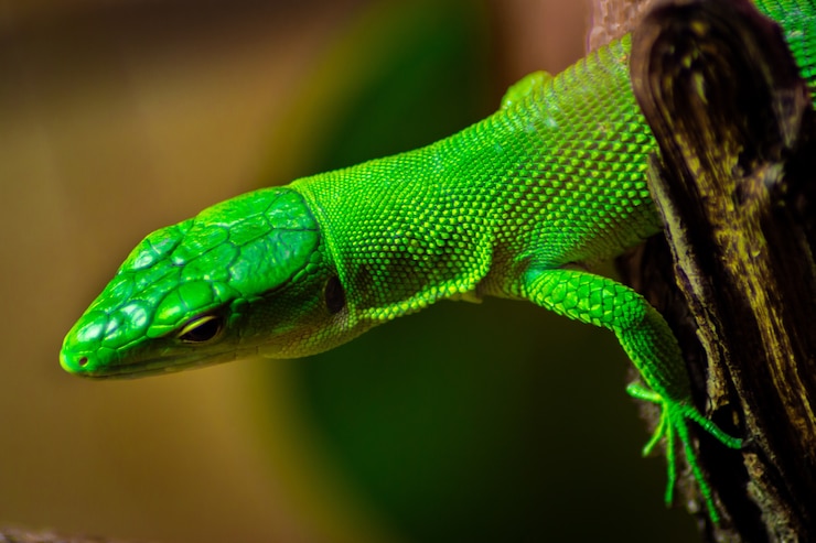 Foto gratuito primo piano di un anole verde su un albero sotto la luce del sole