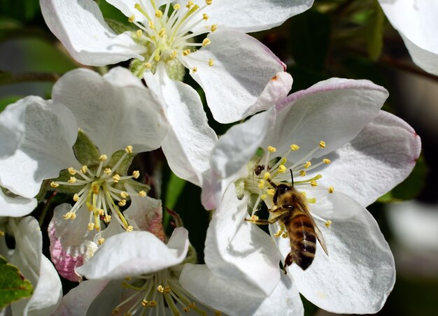 Primo piano di un'ape che raccoglie il nettare da un fiore di ciliegio bianco in una giornata di sole