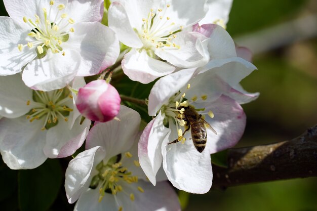 Primo piano di un'ape che raccoglie il nettare da un fiore di ciliegio bianco in una giornata di sole