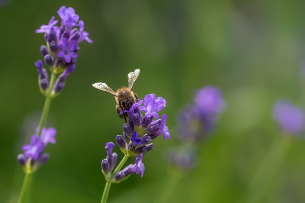 Primo piano di un'ape seduta su una lavanda inglese viola