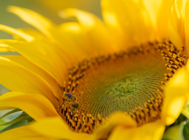 Primo piano di un'ape su un bellissimo girasole sotto la luce del sole