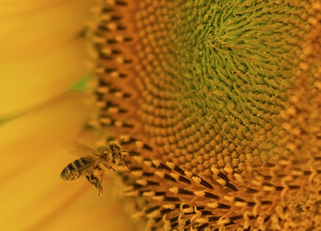 Primo piano di un'ape su un bellissimo girasole sotto la luce del sole