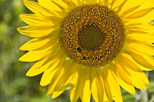 Primo piano di un'ape su un girasole in un campo sotto la luce del sole