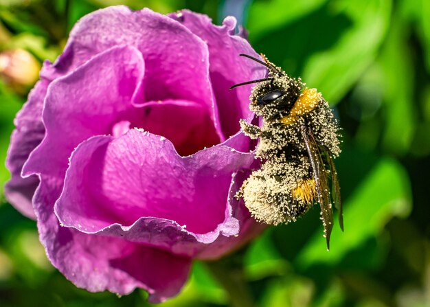 Primo piano di un'ape su una floribunda rosa in un campo sotto la luce del sole