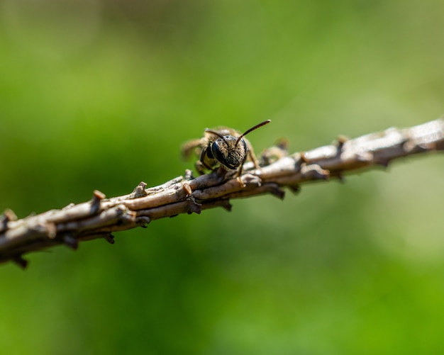 Primo piano di un'ape sul ramo di un albero