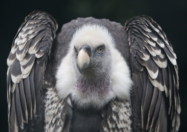 Primo piano di un avvoltoio grifone, un uccello da preda