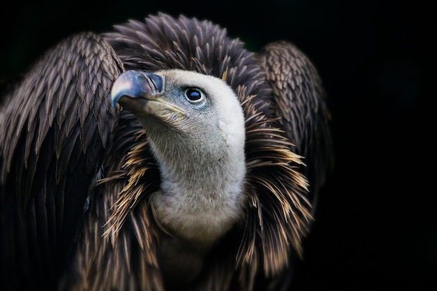 Primo piano di un avvoltoio grifone, un uccello da preda