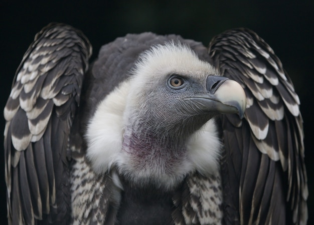 Primo piano di un avvoltoio grifone, un uccello da preda