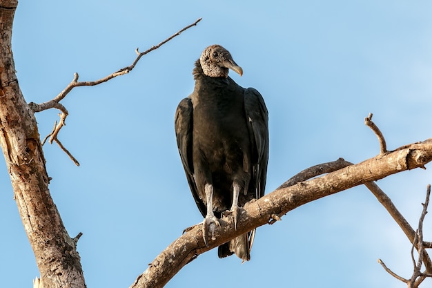 Primo piano di un avvoltoio testagialla minore appollaiato su un ramo di albero sotto la luce del sole