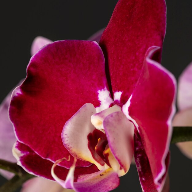 Primo piano di un bel fiore sbocciato