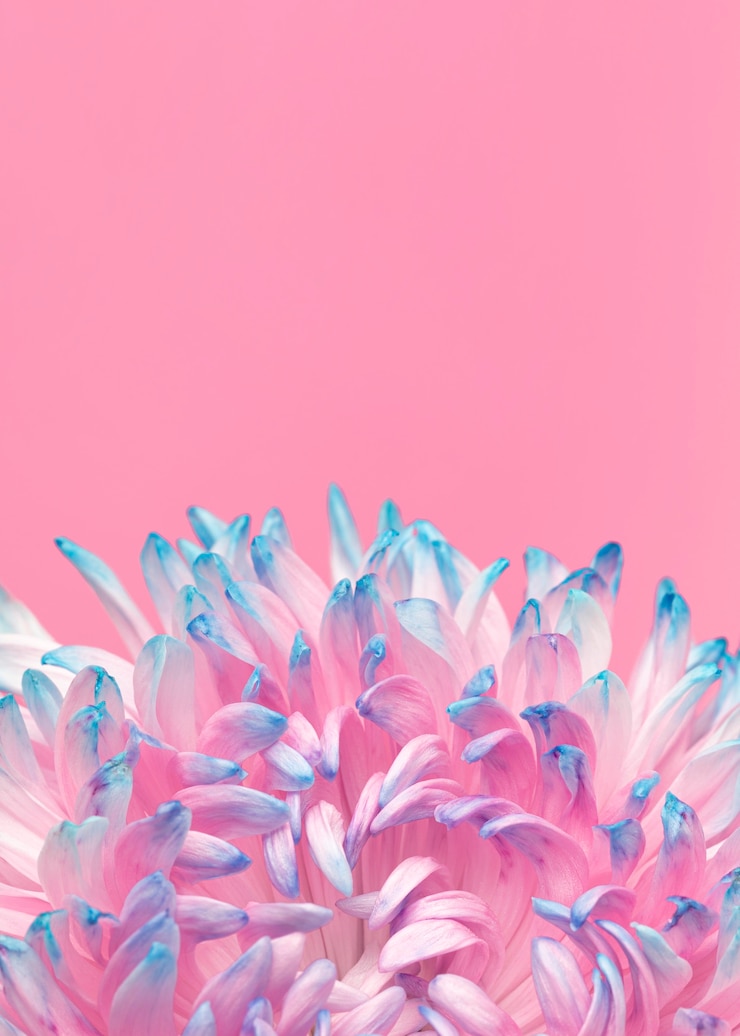 Foto gratuito primo piano di un bel fiore sbocciato