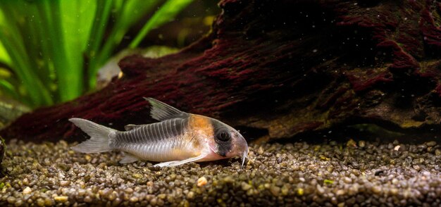 Primo piano di un bel pesce corydoras in un acquario