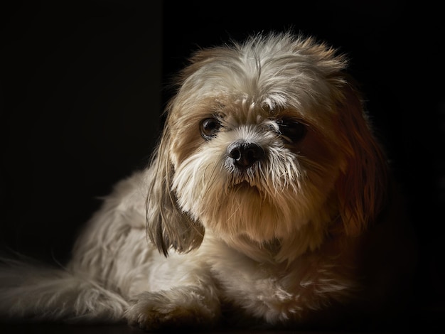 Primo piano di un bellissimo cane ShihPoo isolato su uno sfondo nero