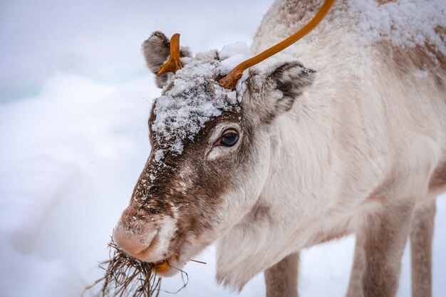 Primo piano di un bellissimo cervo sul terreno innevato nella foresta in inverno