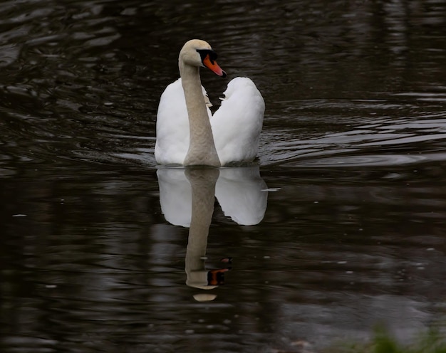 Primo piano di un bellissimo cigno bianco che nuota in un lago