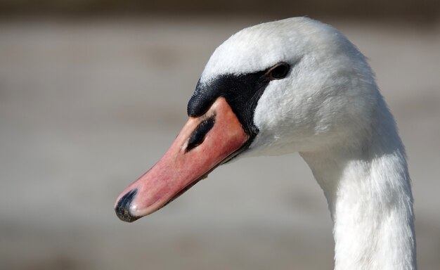 Primo piano di un bellissimo cigno bianco su una scena sfocata