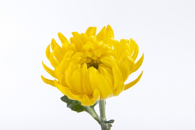 Primo piano di un bellissimo fiore di crisantemo giallo isolato su un muro bianco