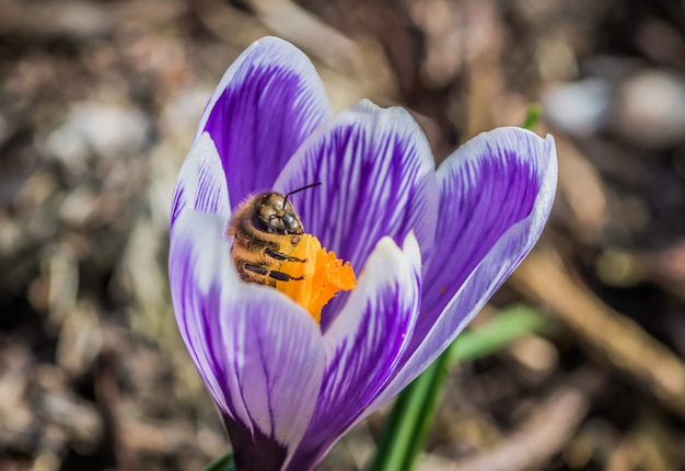 Primo piano di un bellissimo fiore viola di Crocus Vernus con un'ape