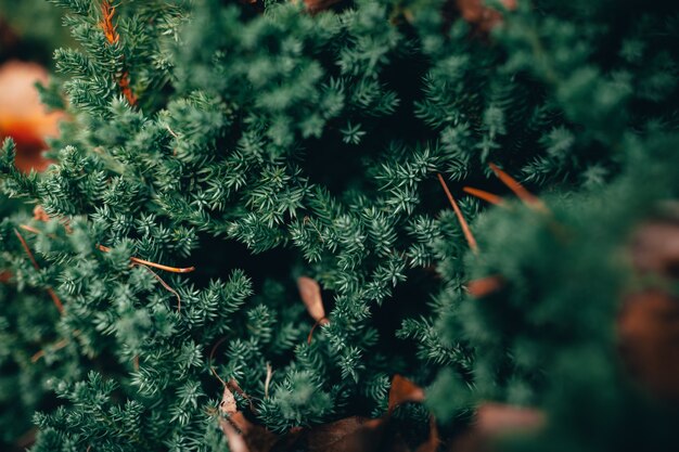 Primo piano di un bellissimo pino verde in una foresta