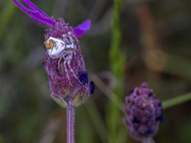 Primo piano di un bellissimo ragno granchio sulla pianta a fiore viola