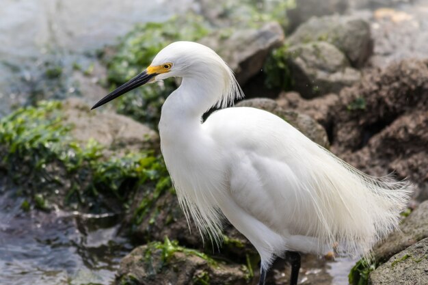 Primo piano di un bellissimo uccello garzetta innevato appollaiato sulle rocce vicino a un fiume