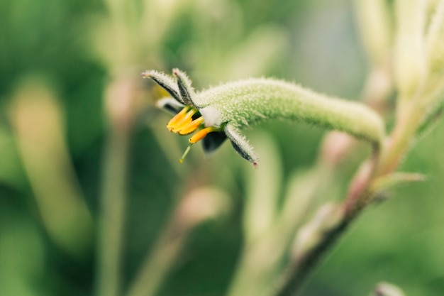 Primo piano di un bocciolo di fiore