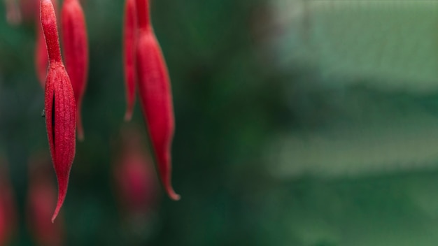 Primo piano di un bocciolo rosso