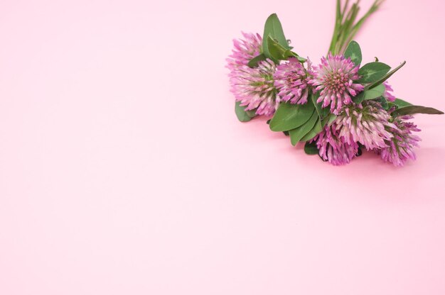 Primo piano di un bouquet di trifogli rossi isolato su uno sfondo rosa con spazio per tex