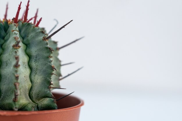 Primo piano di un cactus in un flowerbox marrone catturato su uno sfondo bianco