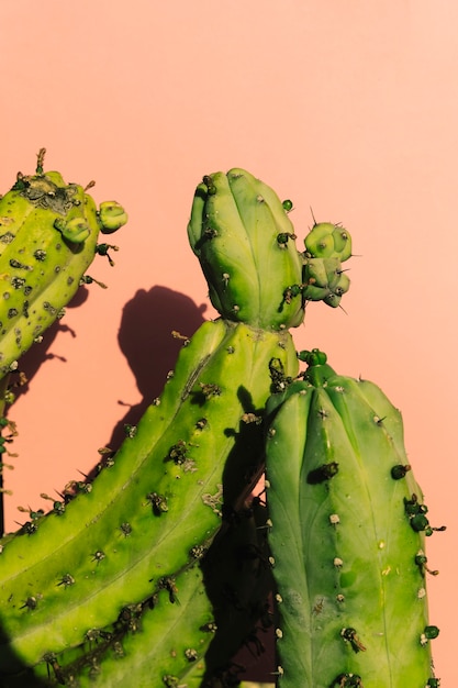 Primo piano di un cactus verde