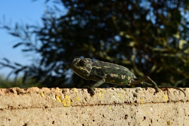 Primo piano di un camaleonte mediterraneo che mantiene il suo equilibrio mentre si muove in punta di piedi su un sottile muro di mattoni