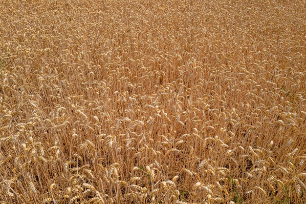 Primo piano di un campo di grano sotto la luce del sole in Essex, Regno Unito