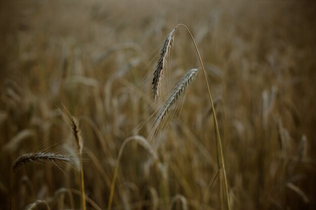 Primo piano di un campo di grano triticale al tramonto