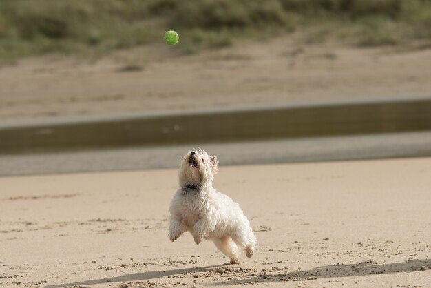 Primo piano di un cane bianco che gioca su una spiaggia sabbiosa