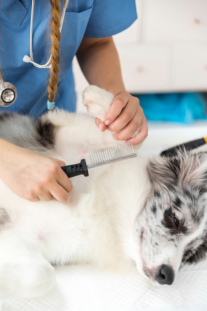 Primo piano di un cane d&#39;esame della mano femminile del veterinario per pulce con il pettine in clinica