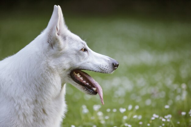 Primo piano di un cane da pastore svizzero bianco