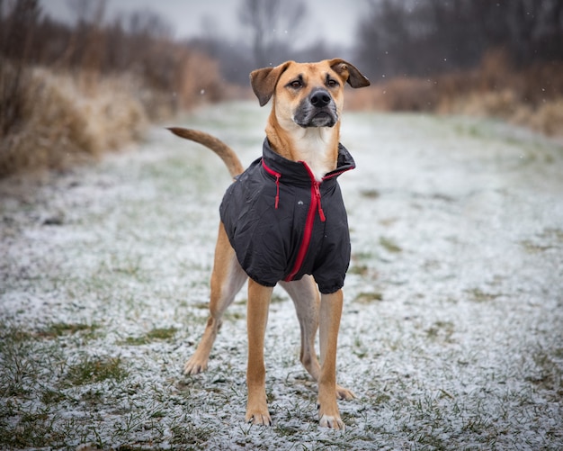 Primo piano di un cane dall'aspetto fiero con abiti sportivi in piedi sul terreno innevato